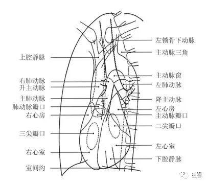 心胸比率測量2part圖 左側位像x線解剖基礎篇1part圖 胸部後前位像x線