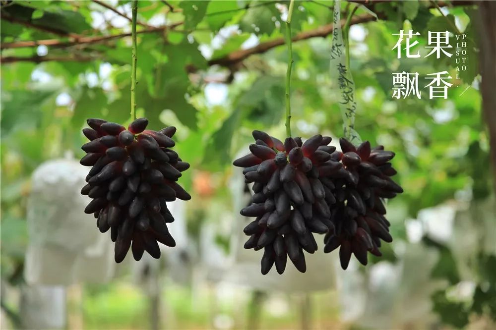 正常结果的"葡之梦"品种圃中的三代"葡之梦"金联宇和他的葡萄基地今年