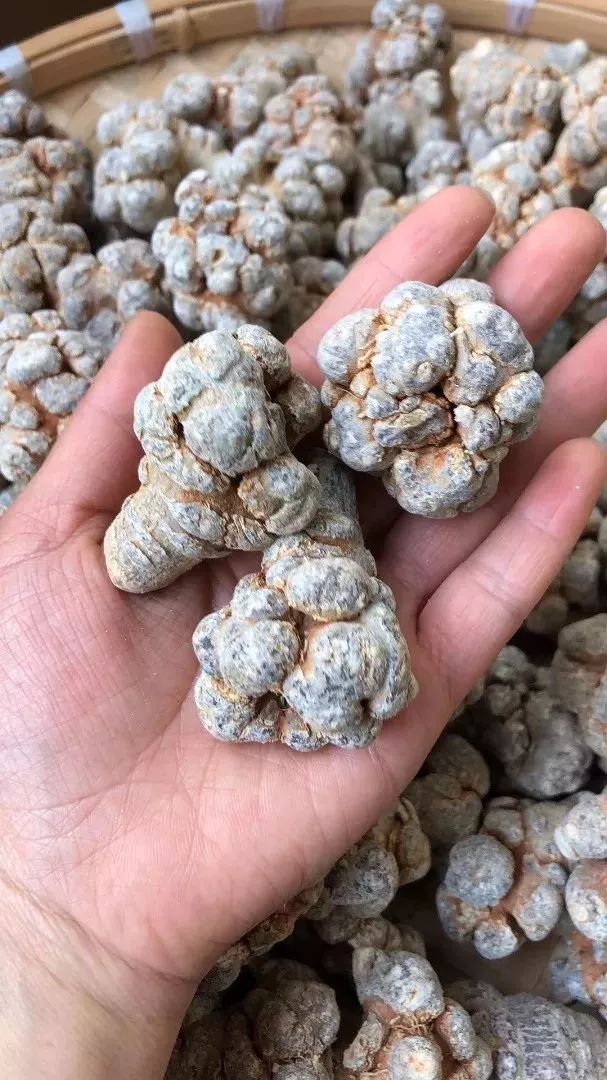 (春三七形态饱满)3,谨防打蜡三七和病三七有的商家会对三七进行打蜡