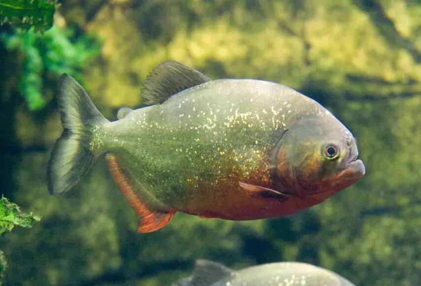 这种鱼身材小样貌美但凶残至极吃人不吐骨头