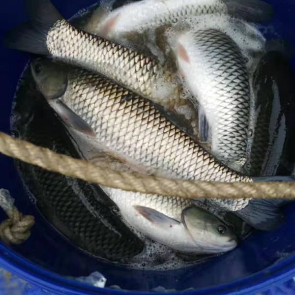 近期走访市场发现草鱼大肚子病非常严重分析原因及推荐解决方案