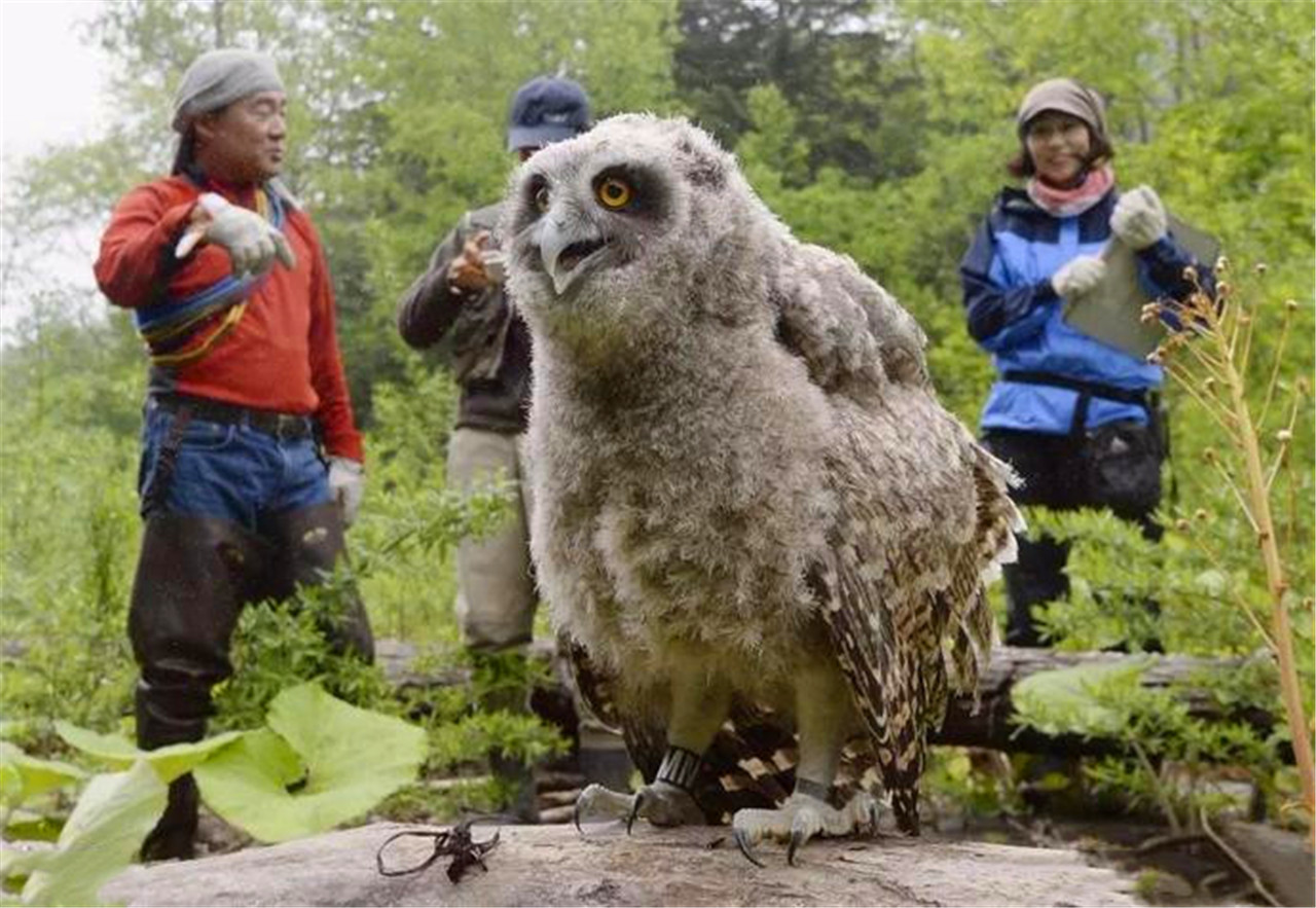 时隔35年世界最大猫头鹰再现,比熊猫还珍贵,网友:杨过是真的