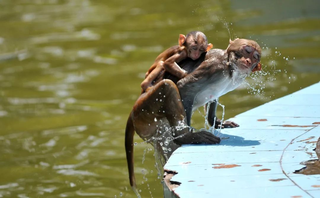 轻松一刻今日大暑真正在享受夏日的是它们
