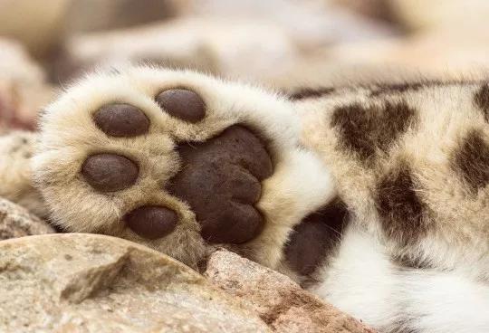 喵星人的小爪子也太可爱了吧