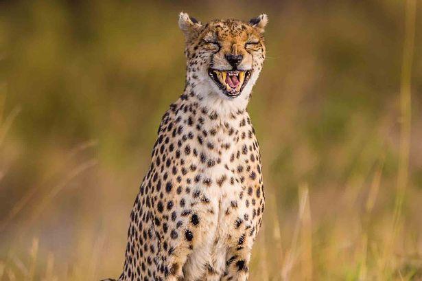 摄影师拍到猎豹大笑一幕令人非常惊讶