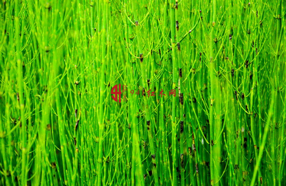 其俗称很多,除节节草外,还有问荆,错草,剃发刷,接续草,马尾草等.