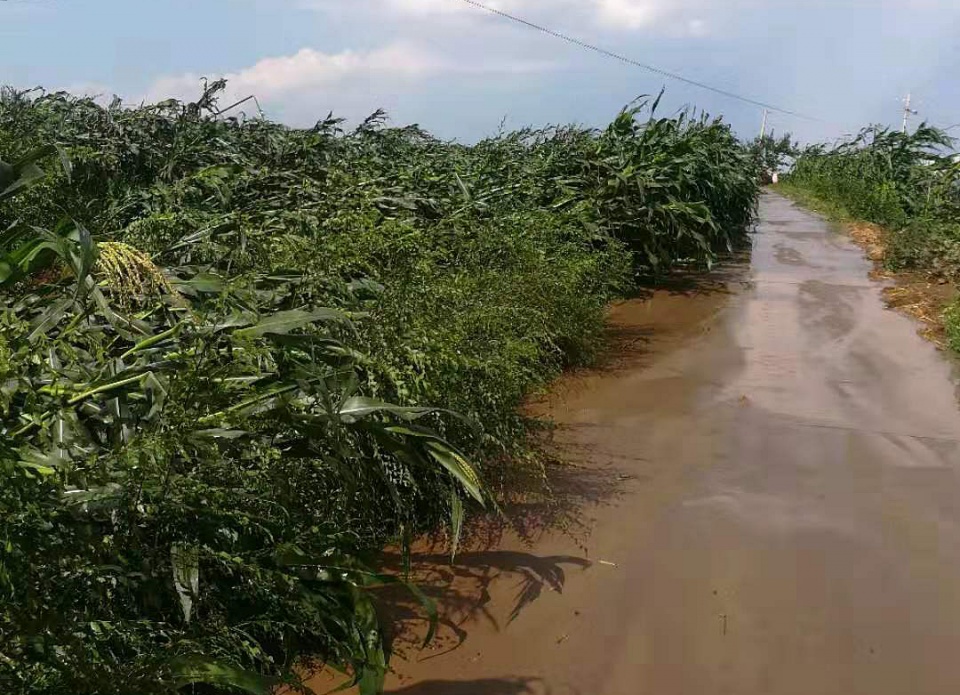 暴风雨袭击辽宁乡村,大树断庄稼倒:天气瞬间变脸好吓人