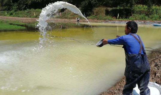 2019年4月,使用生石灰清塘消毒,栽种水草,解毒改底,肥水培水.