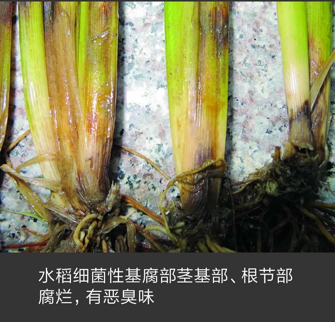水稻分蘖期发病:常在近土表茎基部叶鞘上产生水浸状椭圆形斑,渐扩展为