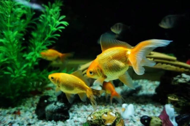 原来,嘉兴是世界上最早将野生鲫鱼进行家养的地方_金鱼