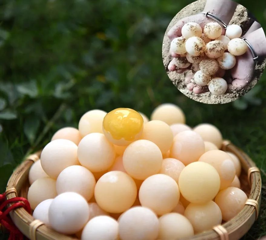 "王八蛋"火了!绝对是年度吃一次就会爱上的食物!