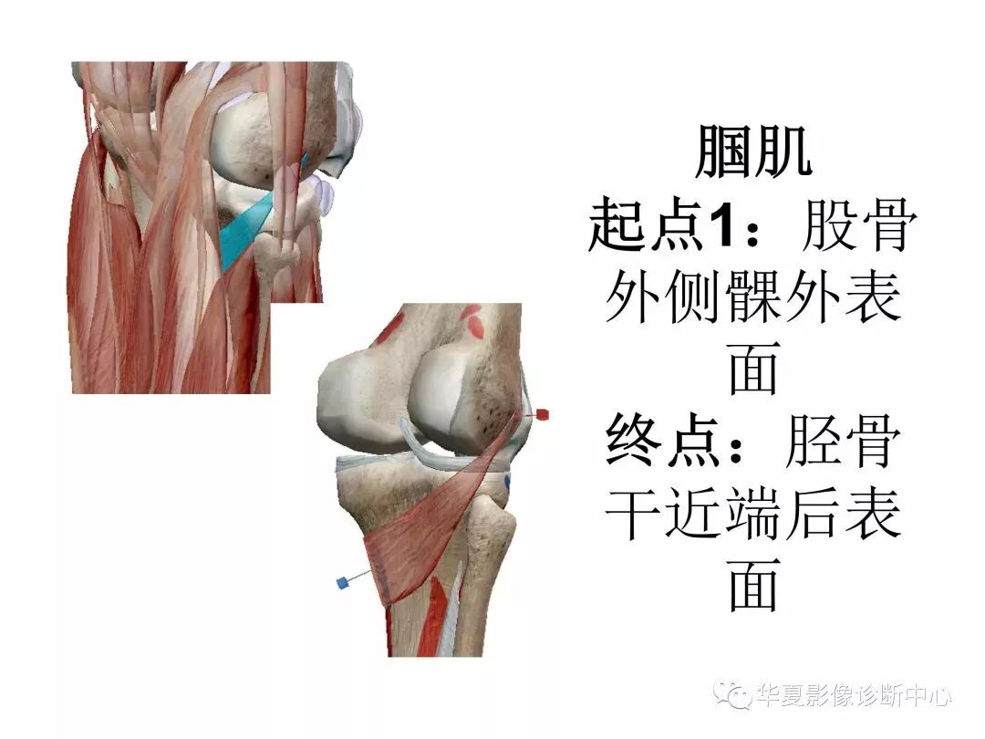 膝关节3d全彩解剖图谱,解剖学老师推荐的!