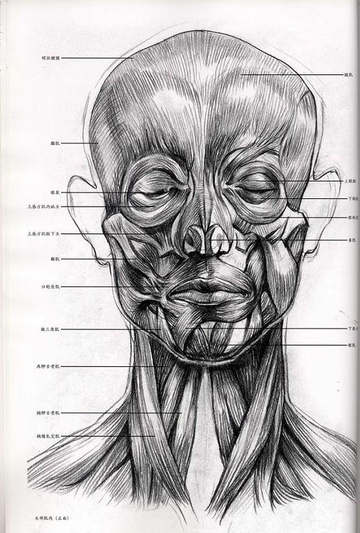 如何画好素描头像?美术生必备头骨肌肉干货,掌握这些足够了!