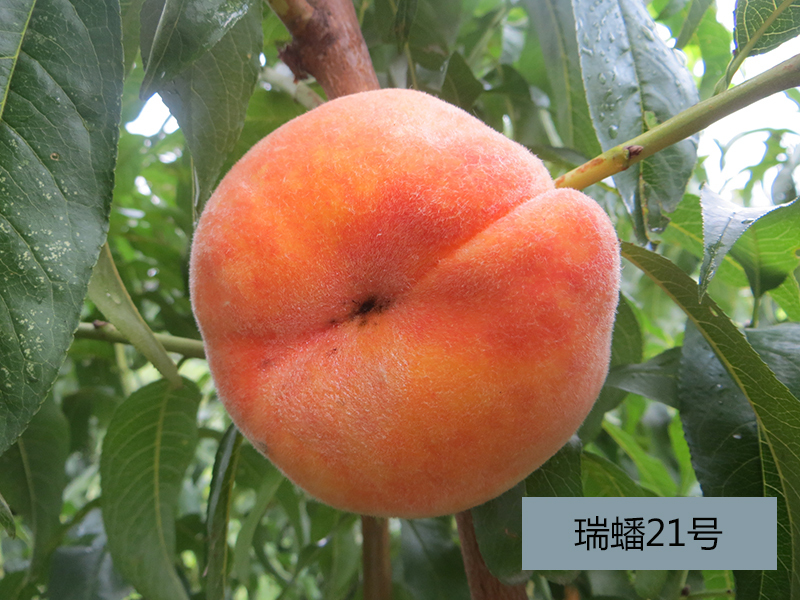 瑞蟠21号蟠桃树苗品种介绍