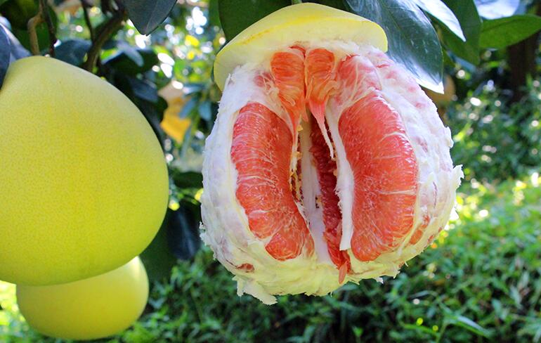 探访内苑卢记柚园卢国参生态种植让蜜柚更香甜