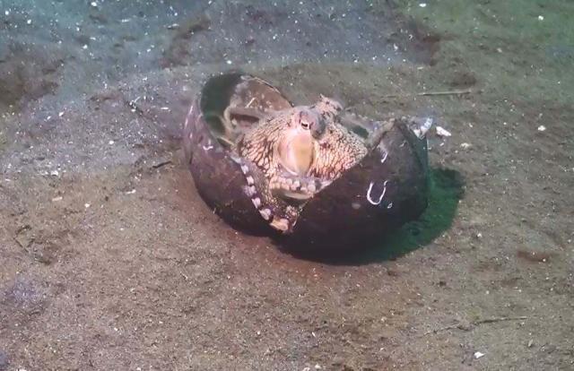 八爪鱼抱着椰子壳在海底漫步画面太滑稽了