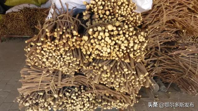 鄂尔多斯"绿色精灵"之二_白音