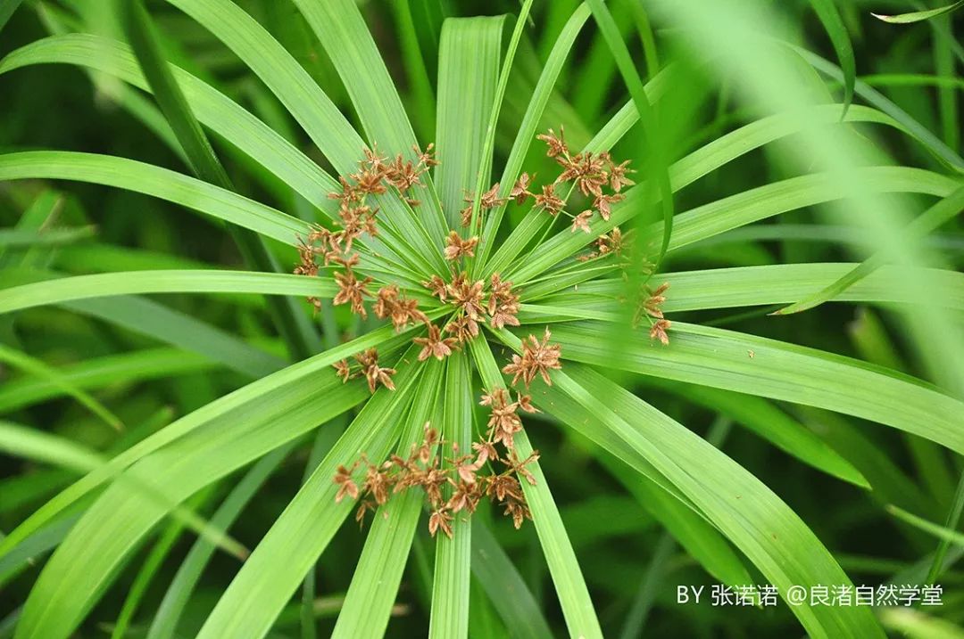 風車草是多年生草本,四季常綠,叢生.遠看,還以為是一叢竹子呢.