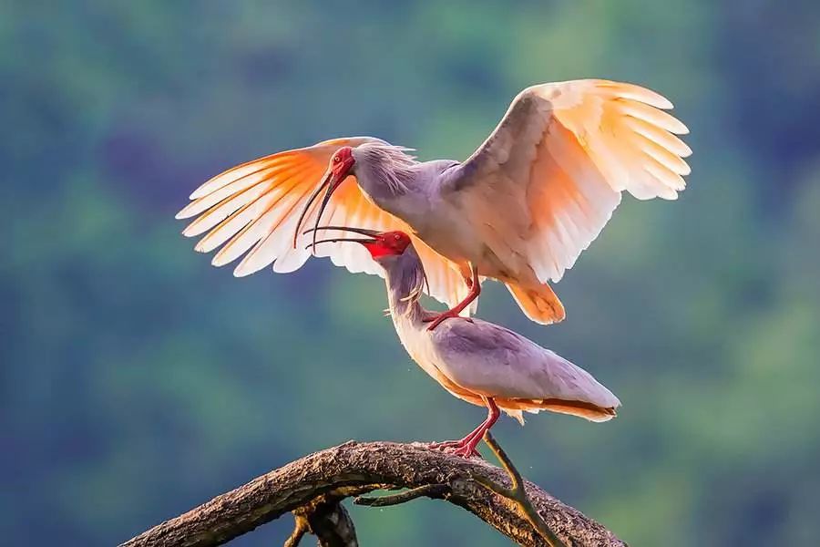 请叫我们秦岭六宝