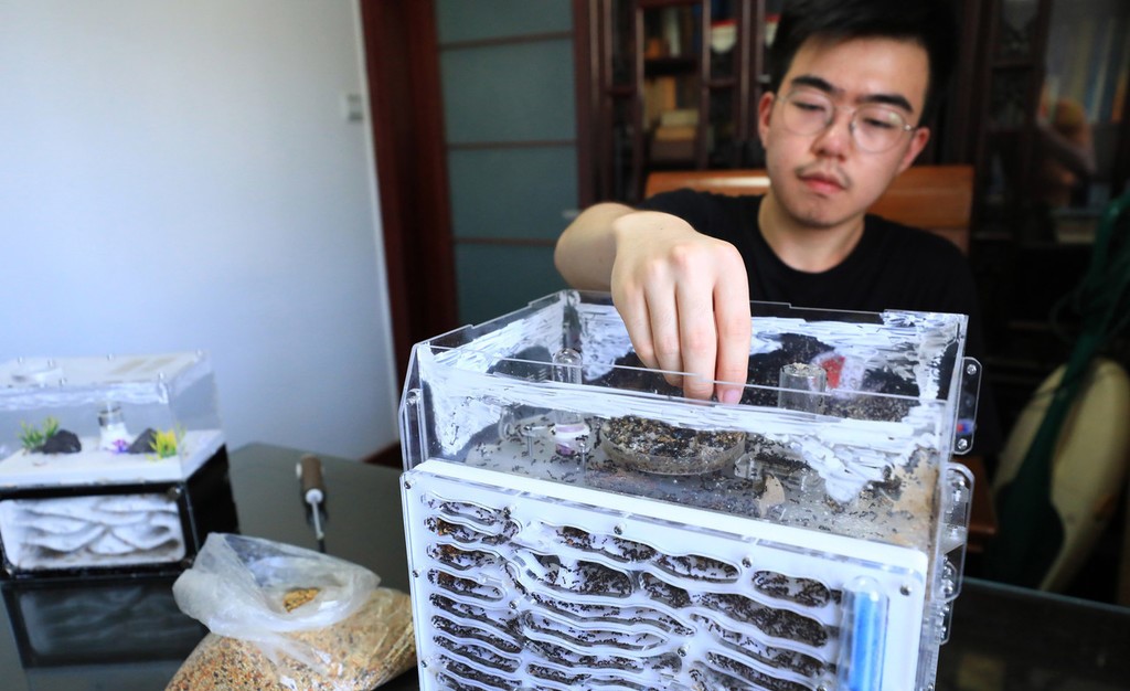 密恐慎入!学霸养8000只蚂蚁 每天盯着看半小时