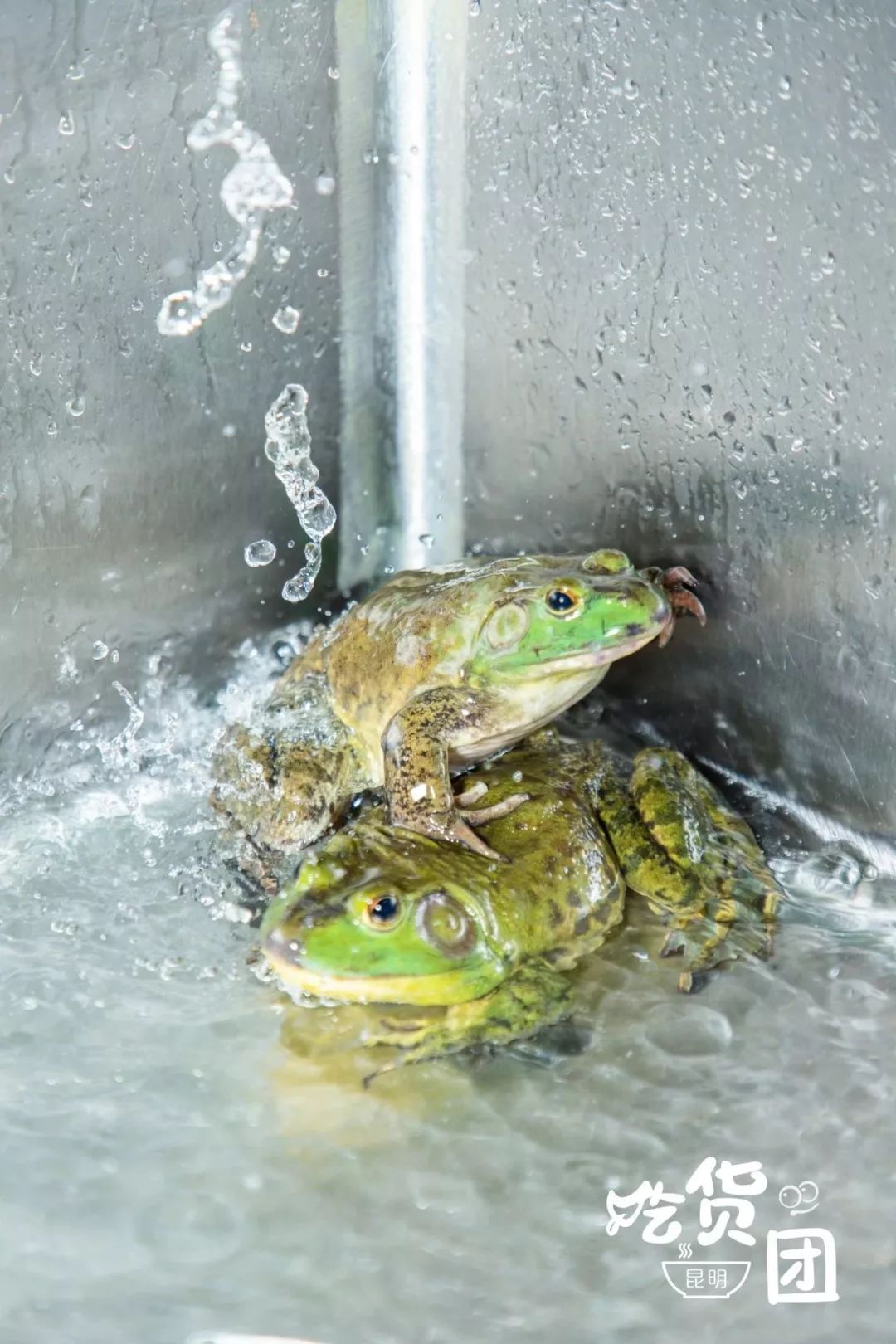 店里的"青蛙王子"可不一般,个个活蹦乱跳,全是黑眼亮眸的"大长腿"!