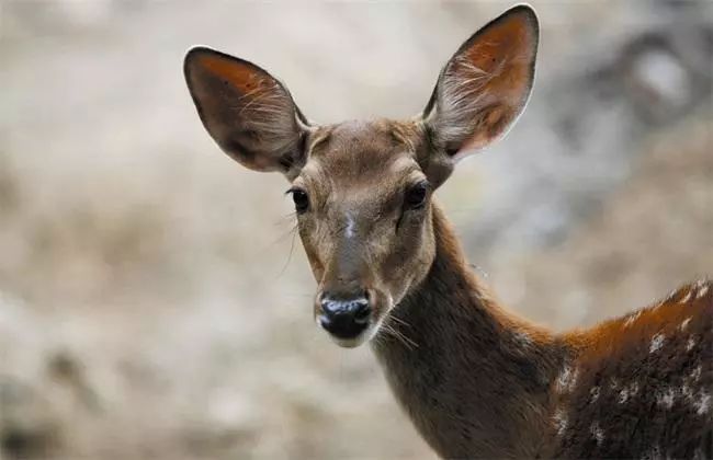 请叫我们「秦岭六宝」!