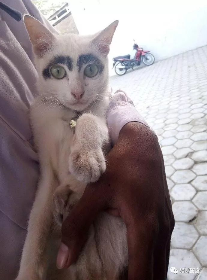 铲屎官家的猫咪,好像长了眉毛一样