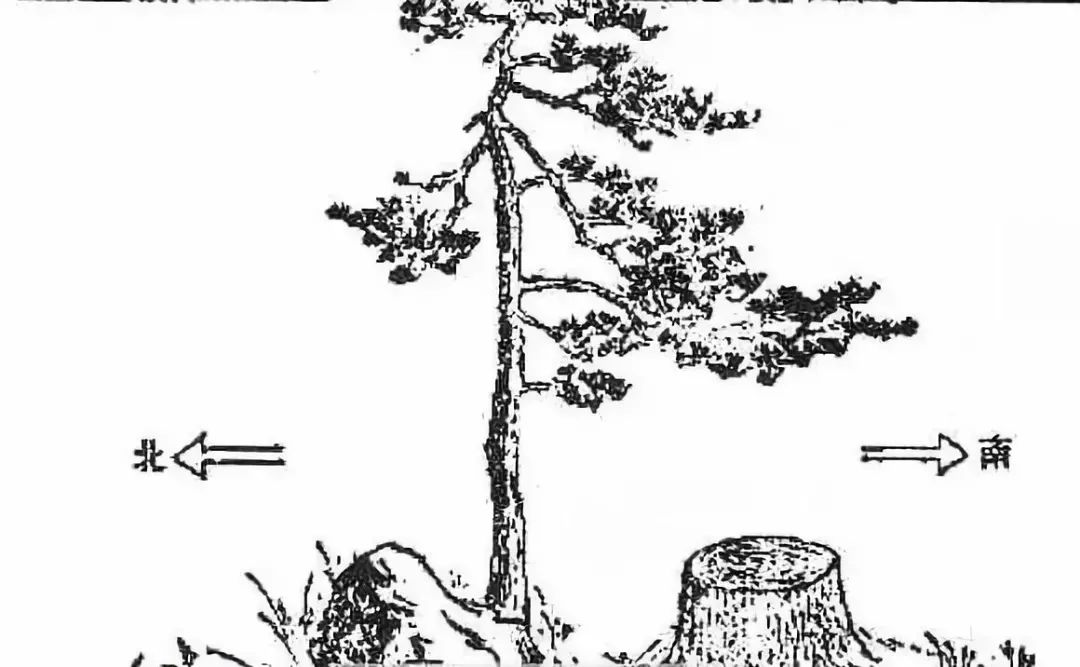 树的年轮,星辰,树叶稀密,向大自然老师学习辨别方向的方法.