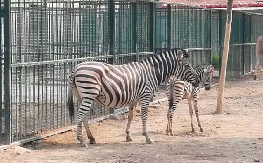 關注送好禮天津動物園半價門票來啦