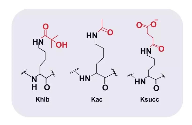 天津医科大张锴组发现2羟基异丁酰化去修饰酶及调节原核细胞代谢的