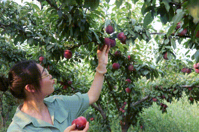 现在又到了红布林成熟采摘的时候了上一期的黑布林所剩无几也是极好的
