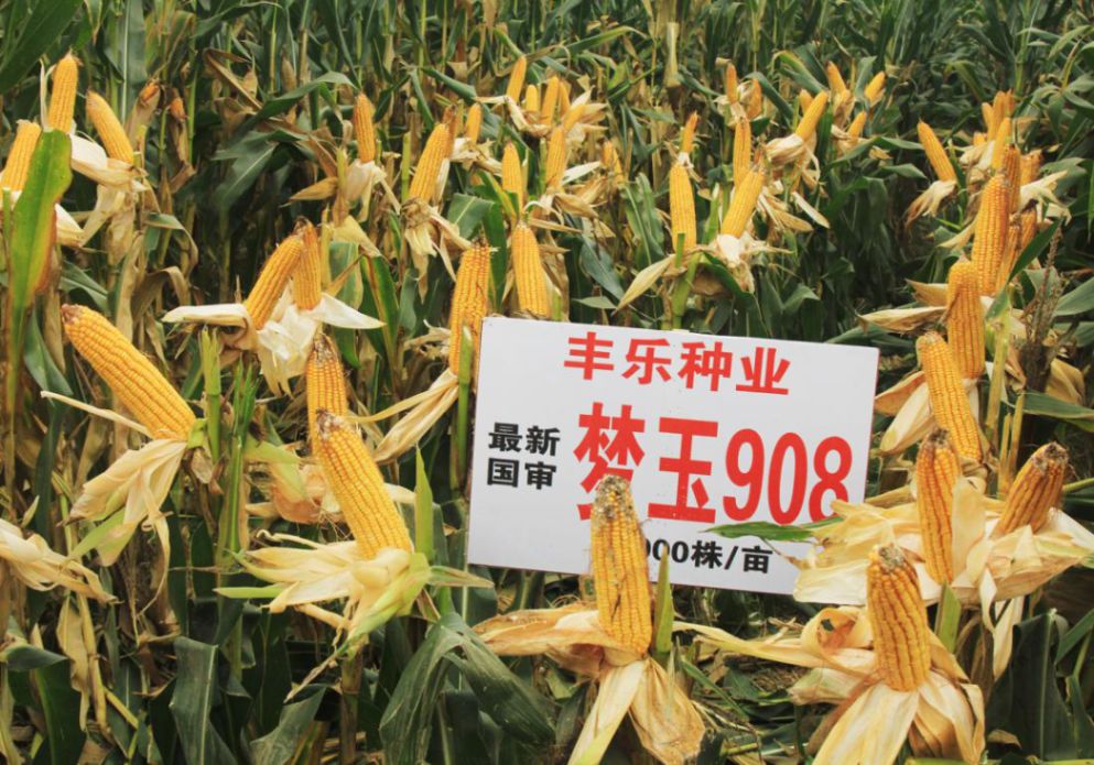 【爱种优选】 丰乐种业 玉米种子 梦玉908_品种