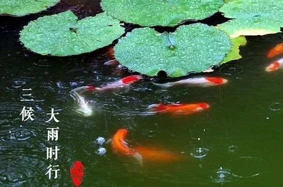 世博61分享大暑竹深树密虫鸣处时有微凉不是风
