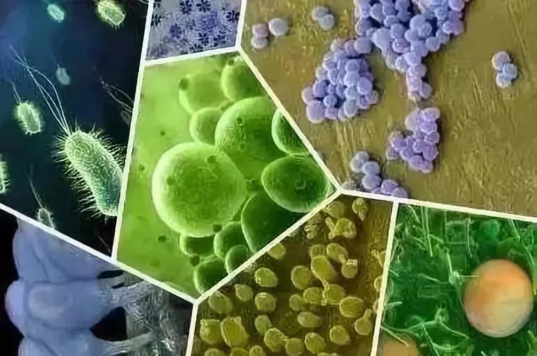 常饮细菌超标的水极易引起人体霍乱,甲肝,感冒,非典,禽流感,传染病