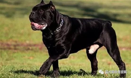 罗威纳vs卡斯罗防暴犬vs护卫犬能力大比拼