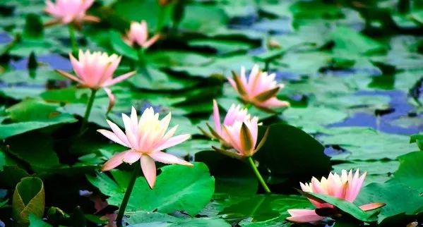 曲阜藏着儒学源头的云梦莲花坞