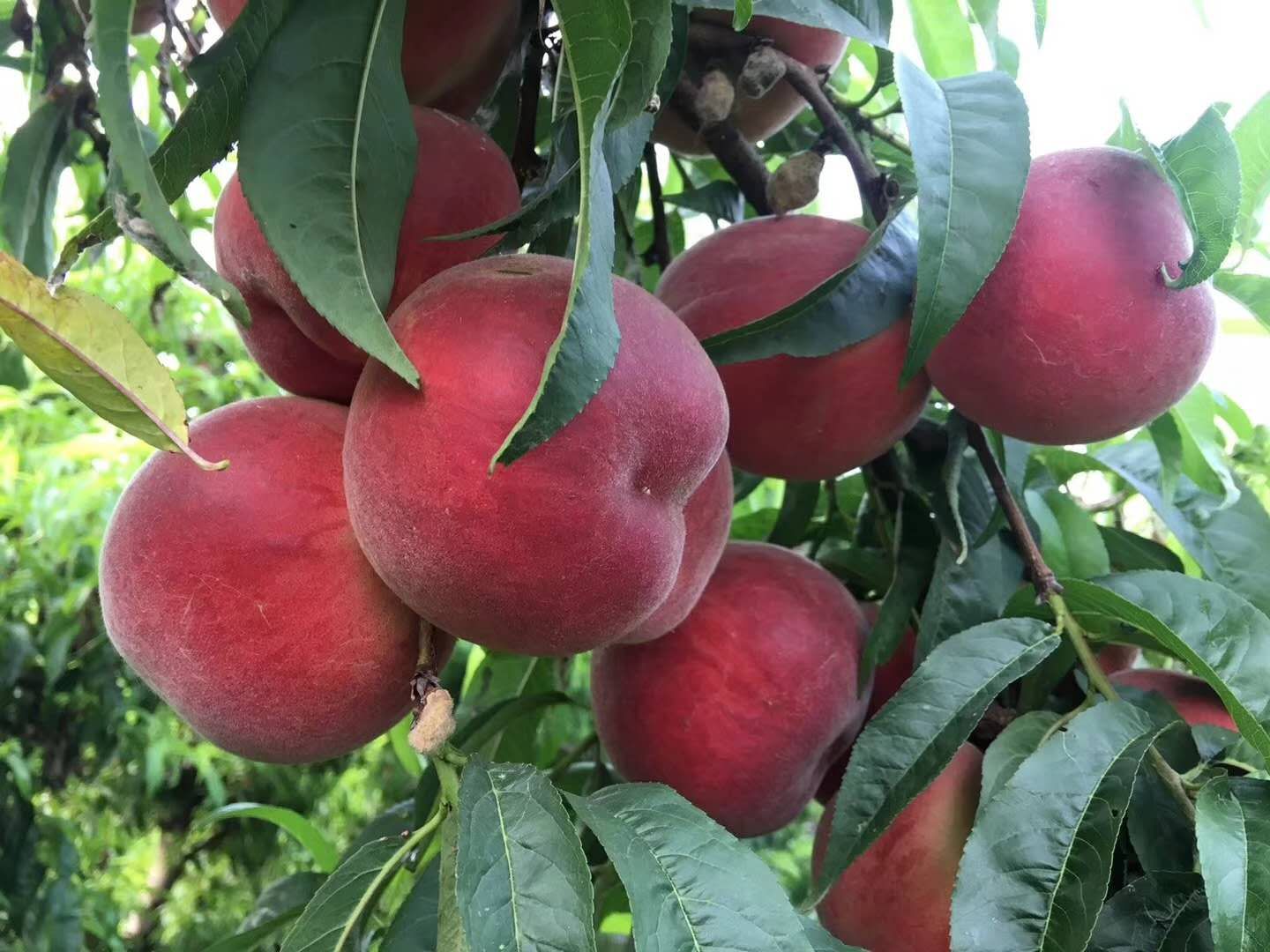 鲁红618桃苗特点八大优势鲁红618桃苗品种简介