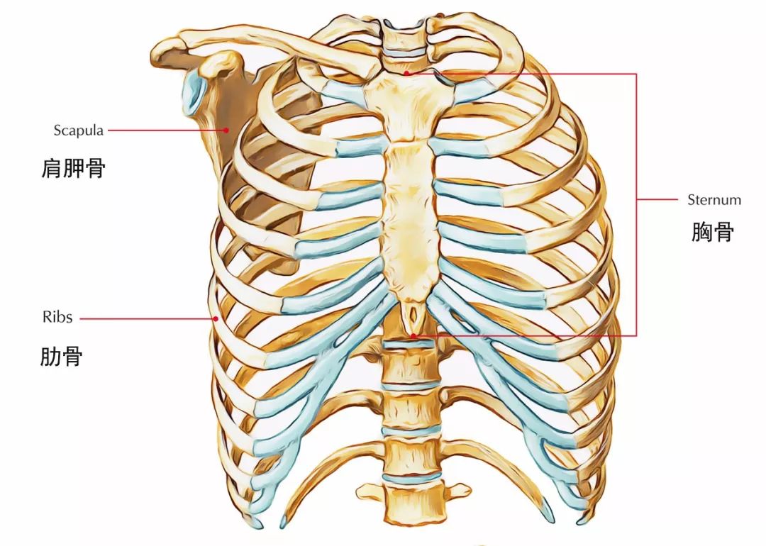 胸骨上窝解剖图片