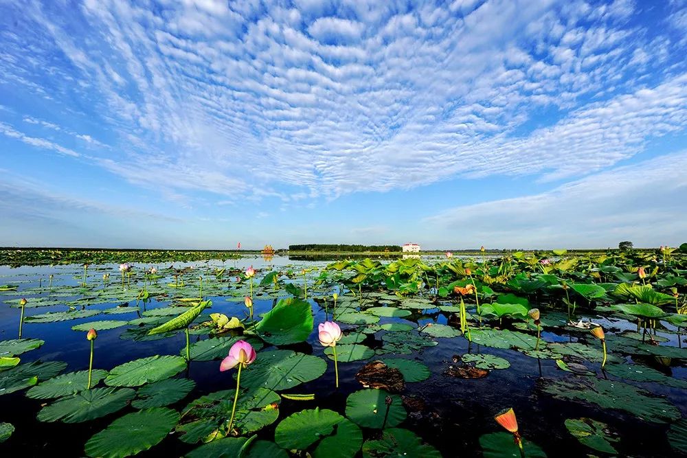 又粉又仙大庆的荷花开了附赏荷地图