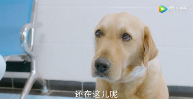 原创看到哭花妆神犬小七3地震救援太感人了吧