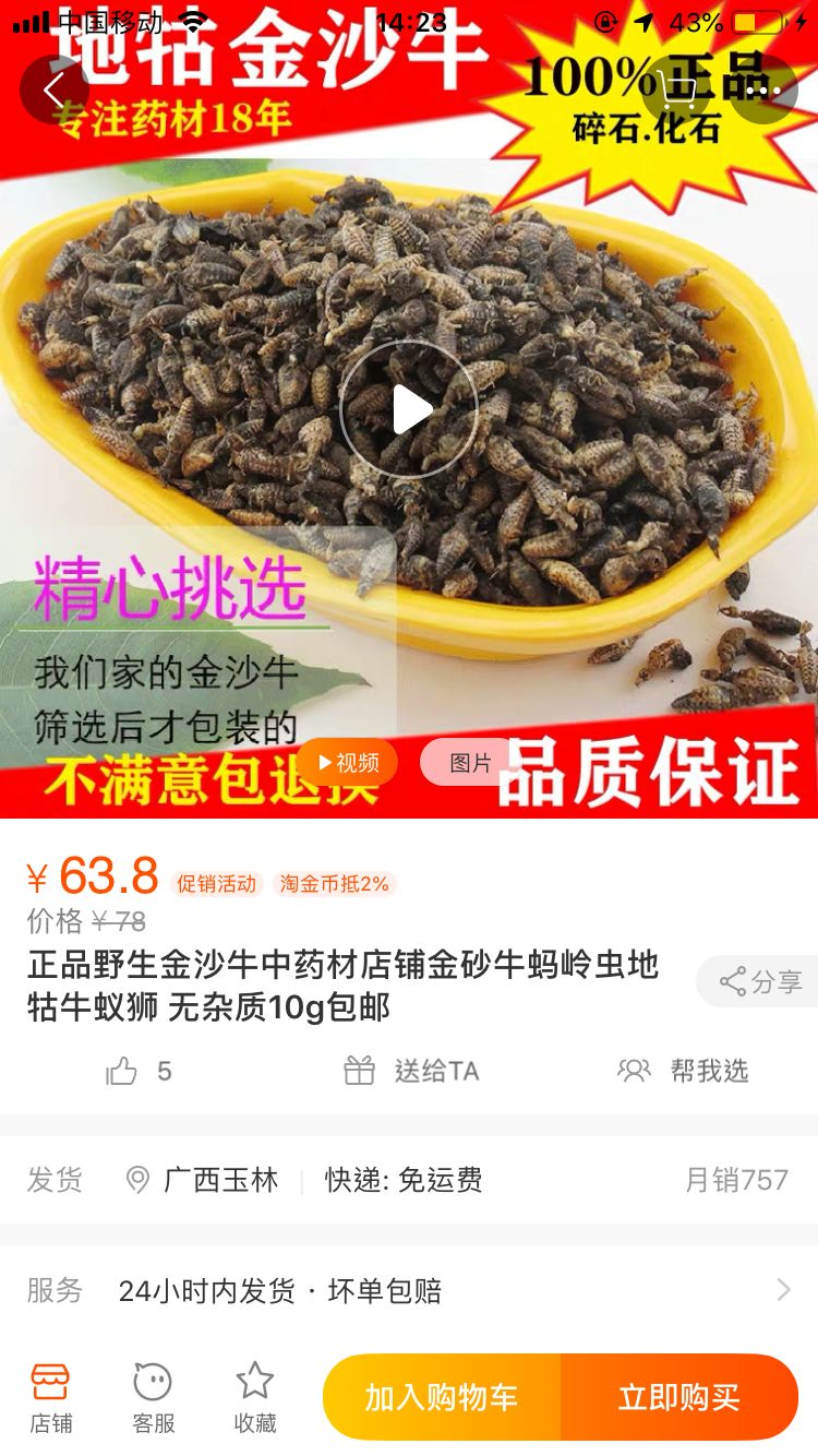 阳春农村常见的这种虫一斤竟卖到3000元