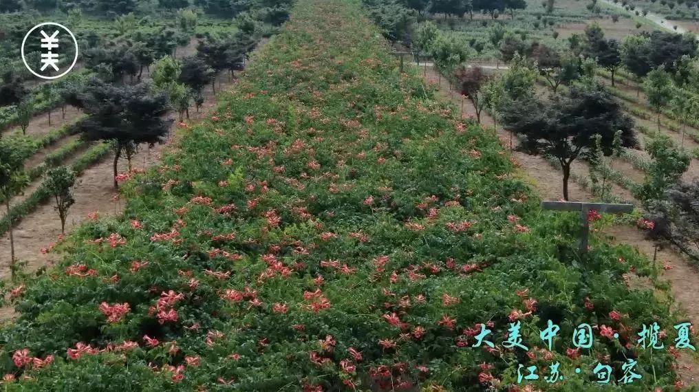 凌霄花长廊图片