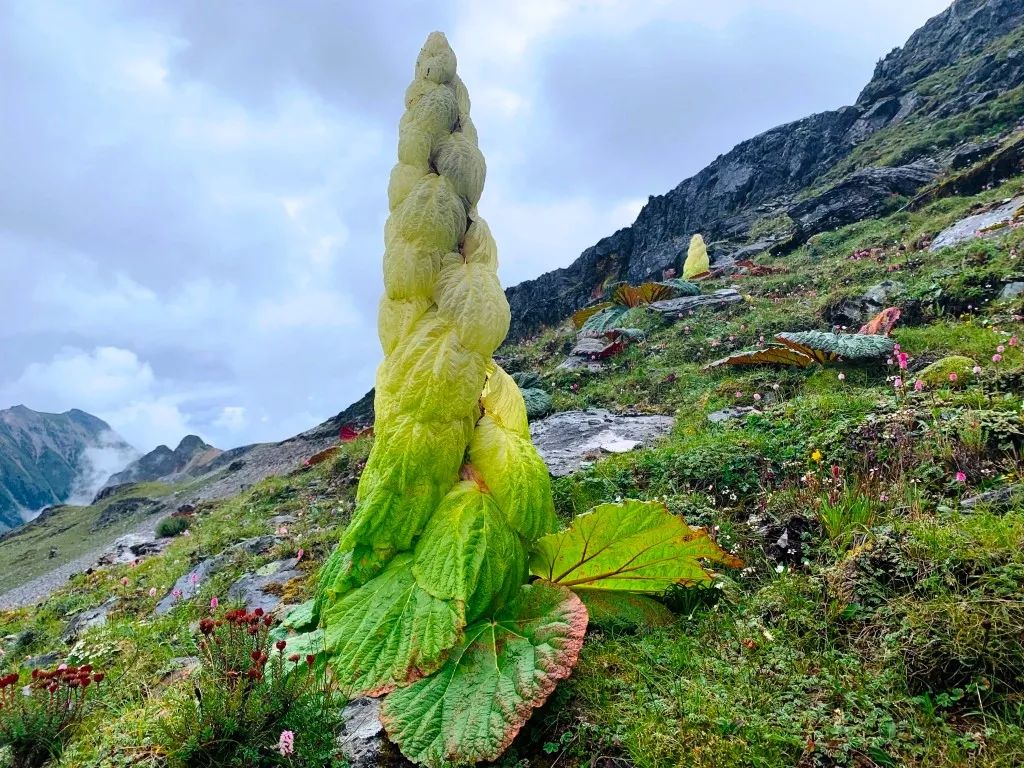 它都朴素得如同一株白菜,匍匐在流石滩上,汲取阳光雨露,和