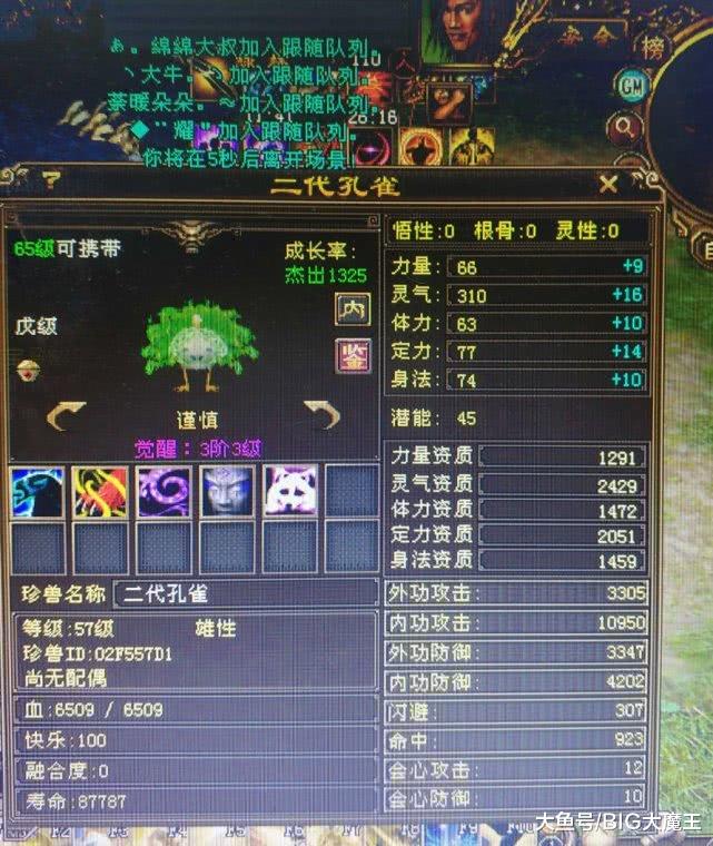 天龙八部:裸资2429的变异孔雀见过吗?十年来见过最好的孔雀!