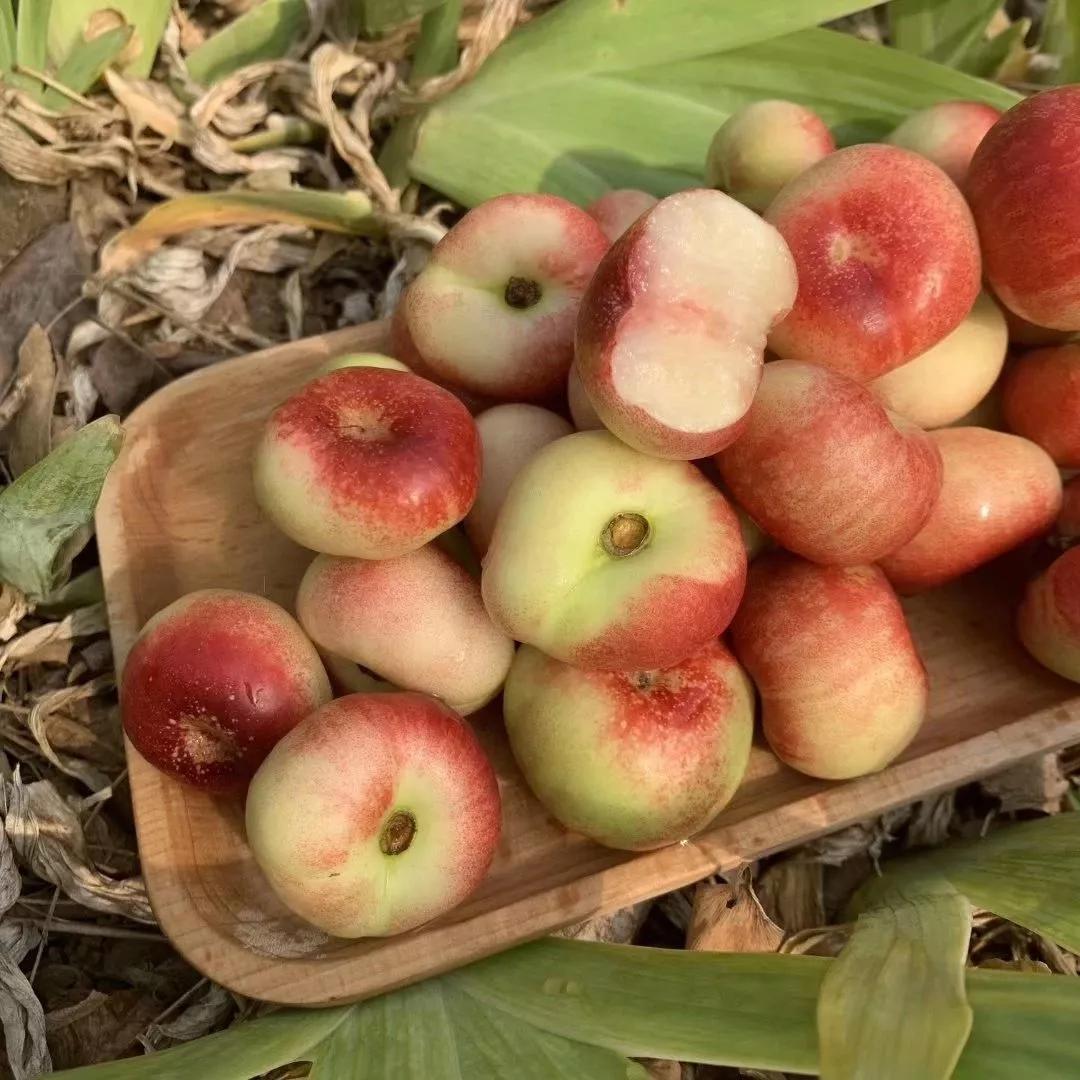 只卖20天的迷你小蟠桃来了不催熟不打蜡一桃多吃清甜多汁