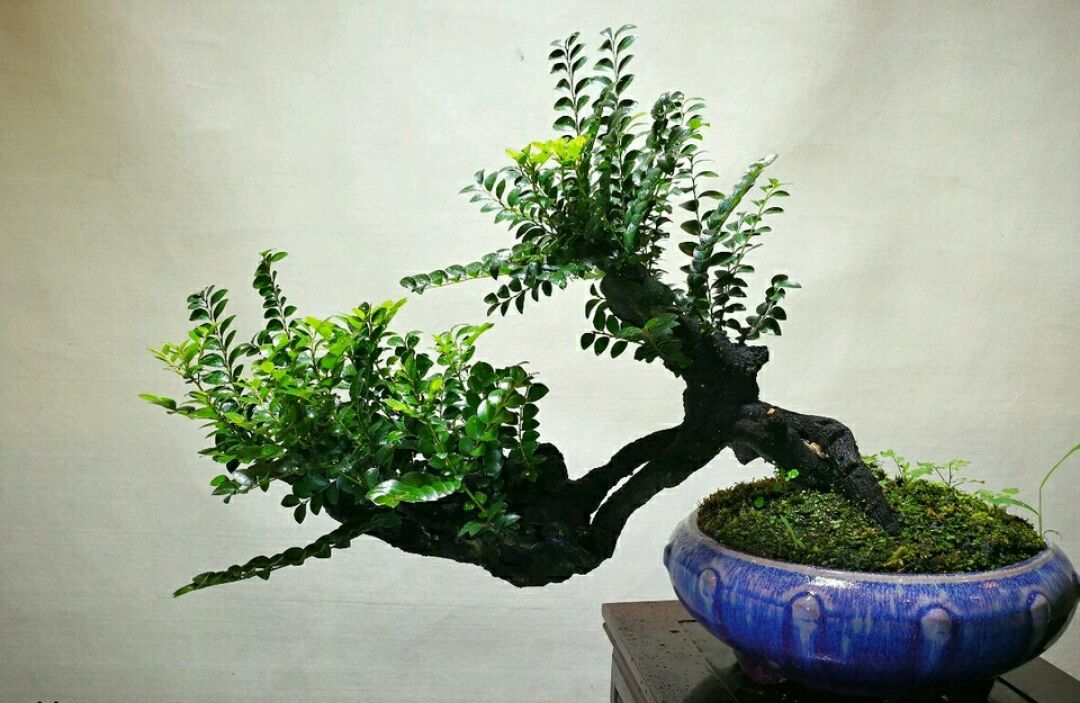 原创老桩黑檀盆景换盆洗根能成活吗洗根操作过程这么简单