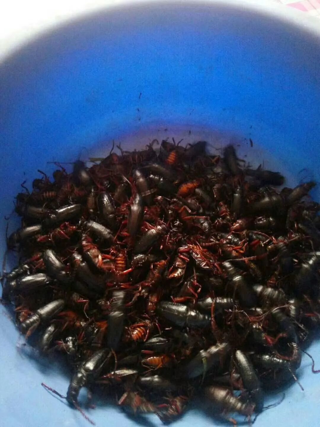 水牛,这种昆虫都是在下过雨之后出现,而且必定是在入伏后才有,等到雨