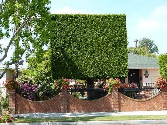 香榭丽舍大街上的矩形树冠你见过吗