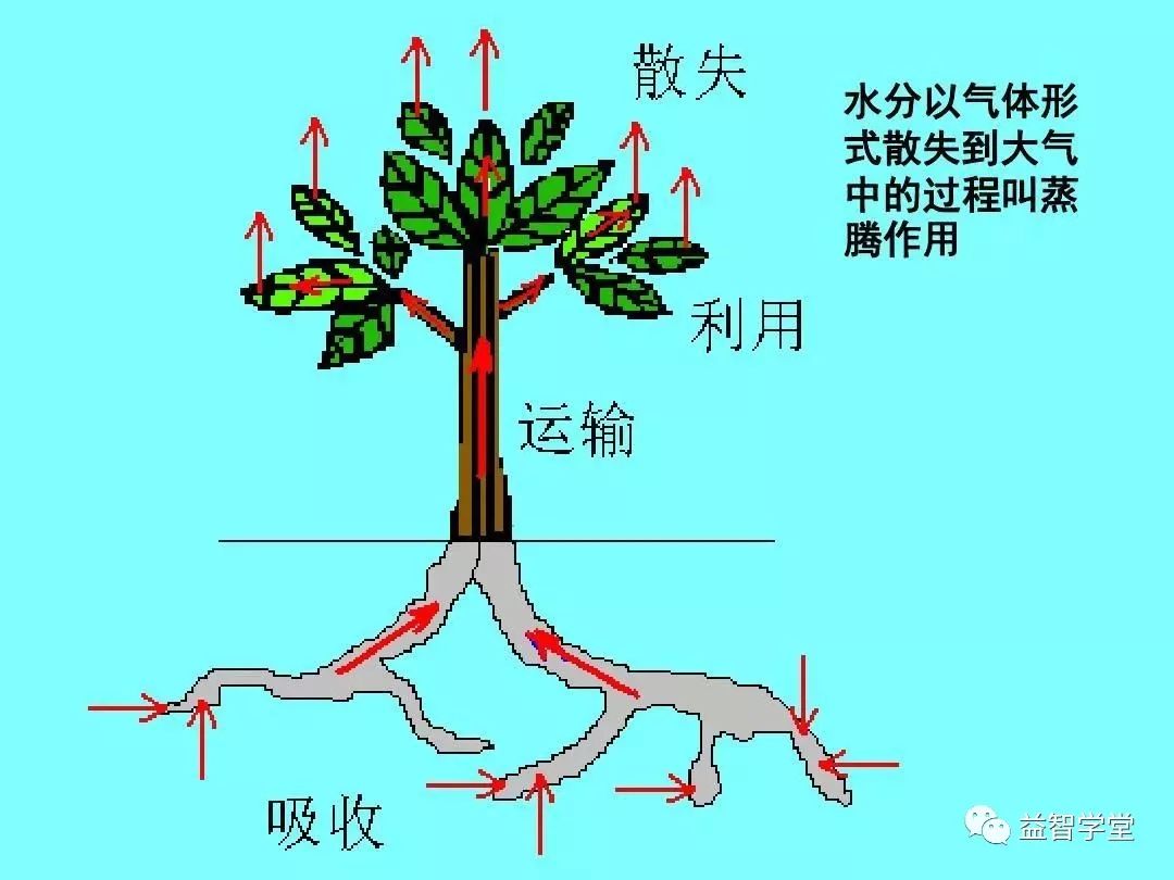 蒸腾作用一天内变化图图片