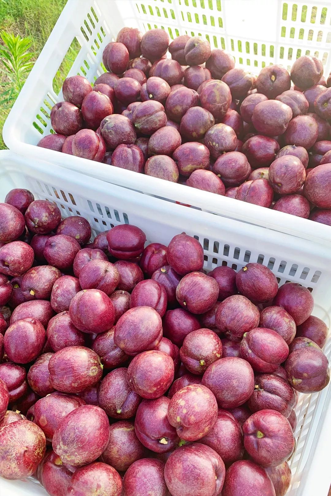 如皋百亩长寿紫桃采摘节盛大开幕立减8元斤